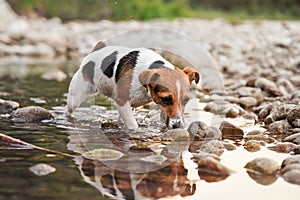 Small Jack Russell terrier dog walks over round white stones in shallow water, afternoon sun reflects on surface