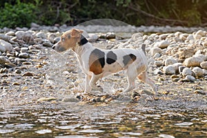 Small Jack Russell terrier dog walks in shallow river water on sunny day, blurred trees background