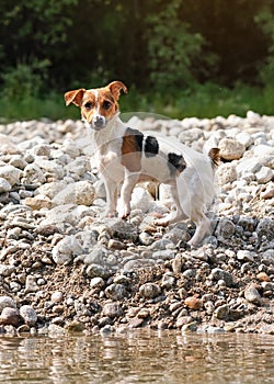 Small Jack Russell terrier dog walks on small rocks near shallow river water on sunny day, her fur wet from swimming, blurred