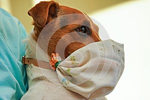 Small Jack Russell terrier dog wearing home made simple cotton mouth virus mask. Pets are not vulnerable to coronavirus covid-19