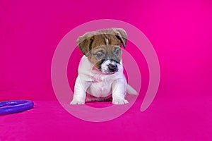 small Jack Russell terrier puppy sitting near a purple puller near a bright pink background