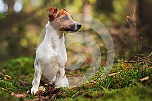 Small Jack Russell terrier sitting on forest path with leaves, moss and twigs, blurred trees background