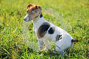 Small Jack Russell terrier sitting in the low grass, sun shining on her, side view