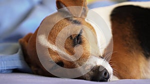 Small Jack Russell terrier sleeping, detail on opening her eyes momentarily