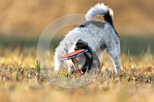 Small Jack Russell Terrier sporting dog happily and fast pick up  an apportel on a meadow