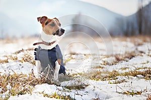 Small Jack Russell terrier in winter coat sitting at frozen ground with patches of snow on cold January sunny day, blurred trees