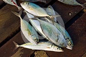 Small jackfish in the caribbean