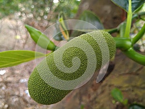 Small jackfruit