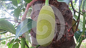 Small jackfruit in  jackfruit tree