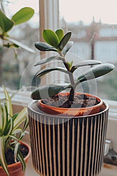 Small jade plant in a decorative pot on a windowsill at home