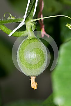 Small Japan Melon (Honeydew Melon) photo