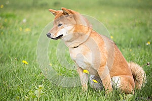 Small Japanese dog shiba inu in canine education with a sitting position