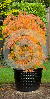 Small Japanese Maple in Pot during Autumn Season