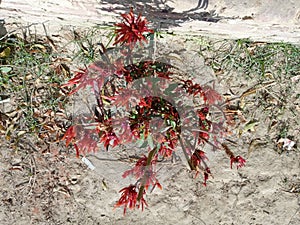 Small jatadhari flowers in madhubani India photo