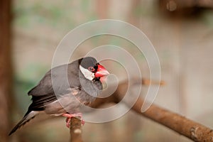 Small Java sparrow, also known as Java finch, rice sparrow or Java rice bird