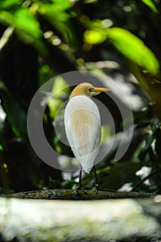 Small Javanese pond heron standing from back angle