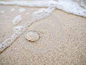 Small jelly fish on the sand beach