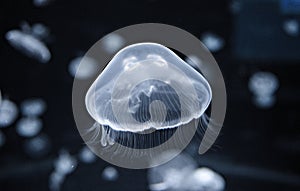 Small jellyfish in the aquarium.