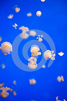 Small Jellyfish