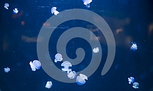 Small jellyfishes illuminated with blue light swimming in aquarium.