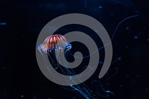 Small jellyfishes illuminated with blue light swimming in aquarium.