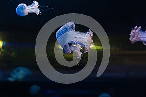 Small jellyfishes illuminated with blue light swimming in aquarium.