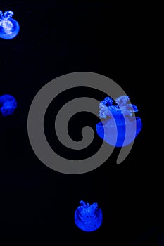 Small jellyfishes illuminated with blue light swimming in aquarium. Abstract background. Free  space for text