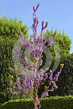 Small judas tree in bloom photo