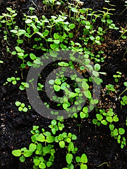 Small juicy green grass on the ground with two leaves