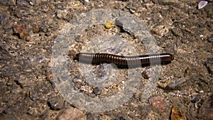 A small Julidae crawls quickly on the ground at night