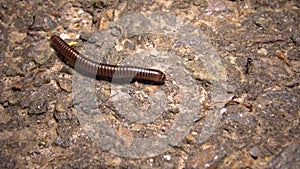 A small Julidae crawls quickly on the ground at night