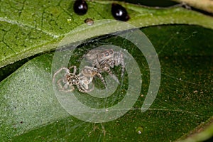 Small Jumping Spider