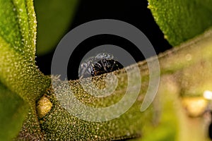 Small Jumping Spider