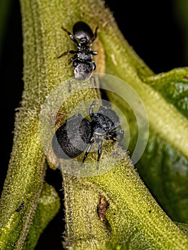 Small Jumping Spider