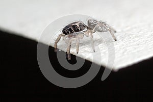 Small jumping spider on the bancnote edge