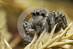 Small jumping spider, close-up image, space for text