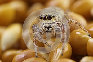 Small jumping spider, close-up image, space for text