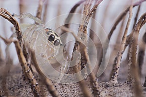 Small jumping spider, close-up image, space for text