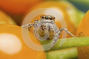 Small jumping spider, close-up image, space for text