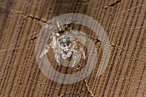 Small jumping spider close up