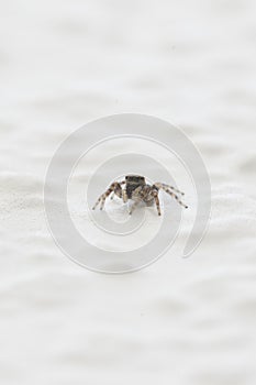 Small jumping spider