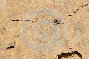 Small jumping spider