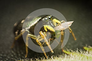 Small jumping spider eats his prey