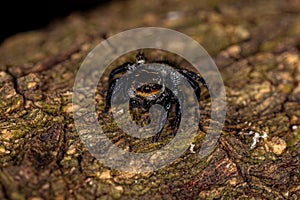 Small jumping spider