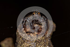 Small jumping spider