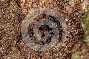 Small jumping spider