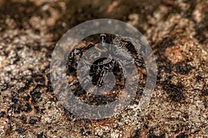 Small jumping spider