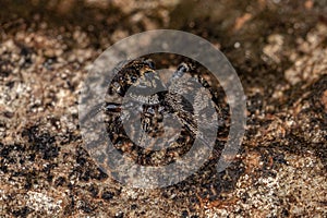 Small jumping spider