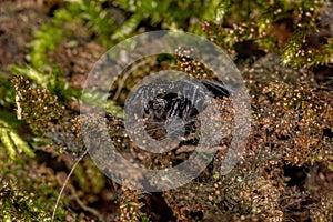 Small jumping spider