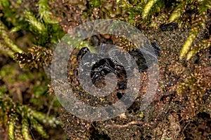 Small jumping spider